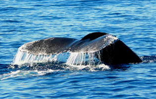 Whale Watching Cabo Private Yacht Charters